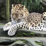 Entry image for Tired, Sleepy and Cuddle-worthy