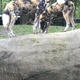 Entry image for Painted dogs