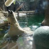 Entry image for Scrub-A-Dub