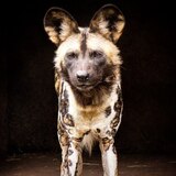 Entry image for Painted Dog Staring Contest