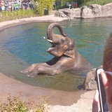 Entry image for Elephant Show