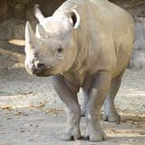 Entry image for No one needs a rhino horn.... but a rhino!