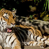 Entry image for Tony the Tiger