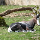 Entry image for Bontebok