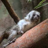 Entry image for Month-Old Tamarin 