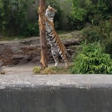 Entry image for Scratching post