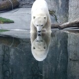 Entry image for Nora