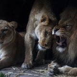 Entry image for Lion’s Den