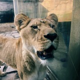 Entry image for Lion