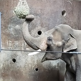 Entry image for Happy Elephant