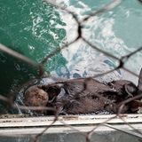 Entry image for Otter Nap time