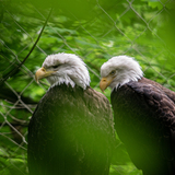 Entry image for Eagles at the Oregon Zoo 