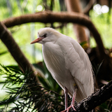 Entry image for The fine feathers of the Cattle Egret  