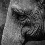 Entry image for Elephant at the Oregon Zoo 