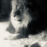 Entry image for King 