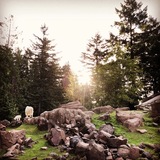 Entry image for Good Morning Goats