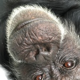 Entry image for Delilah