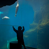 Entry image for World of Wonder