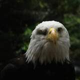 Entry image for Stare down