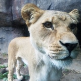 Entry image for Hello, Lion