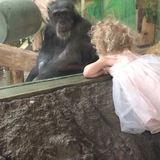 Entry image for Hominidae