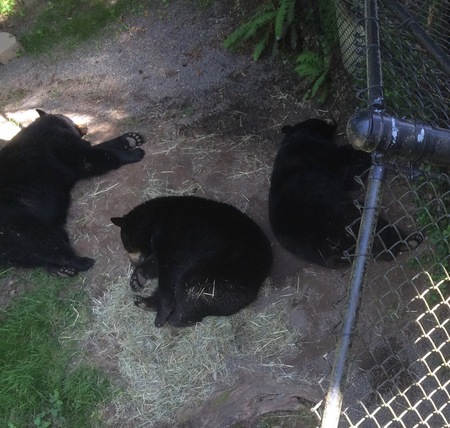 Entry image for  3 bears. Clicking this image will show a larger photo