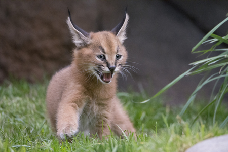 Entry image for Kitty. Clicking this image will show a larger photo