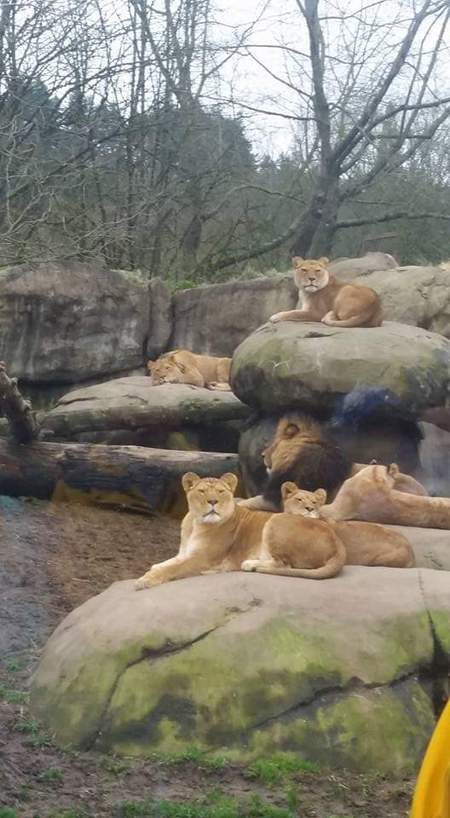 Entry image for Cat Nap. Clicking this image will show a larger photo