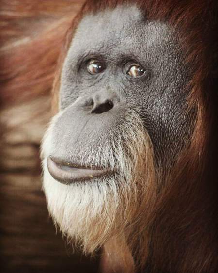 Entry image for Humbling Eyes of Inji. Clicking this image will show a larger photo