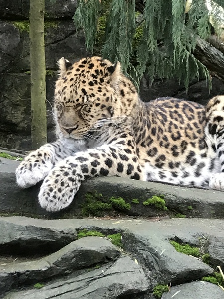 Entry image for Tired, Sleepy and Cuddle-worthy. Clicking this image will show a larger photo