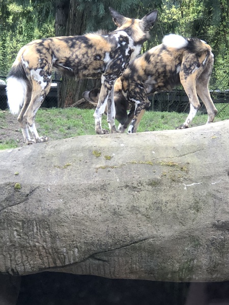 Entry image for Painted dogs. Clicking this image will show a larger photo