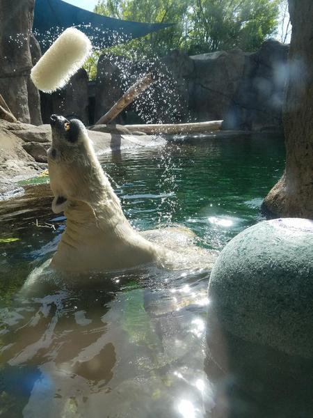 Entry image for Scrub-A-Dub. Clicking this image will show a larger photo