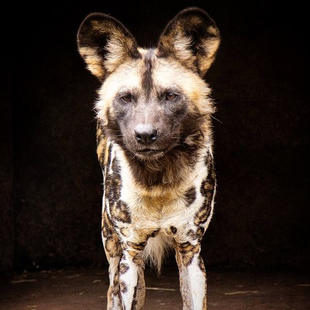 Entry image for Painted Dog Staring Contest. Clicking this image will show a larger photo