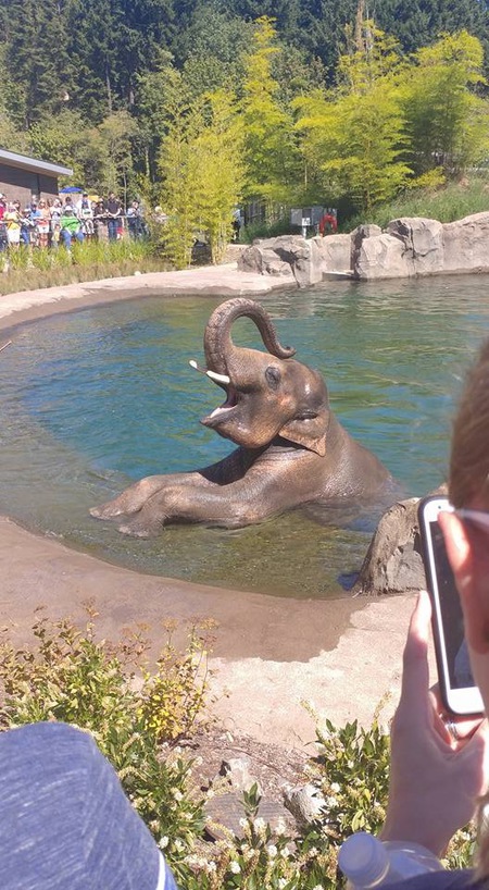 Entry image for Elephant Show. Clicking this image will show a larger photo