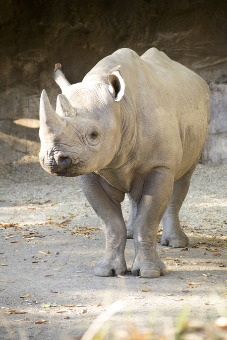 Entry image for No one needs a rhino horn.... but a rhino!. Clicking this image will show a larger photo