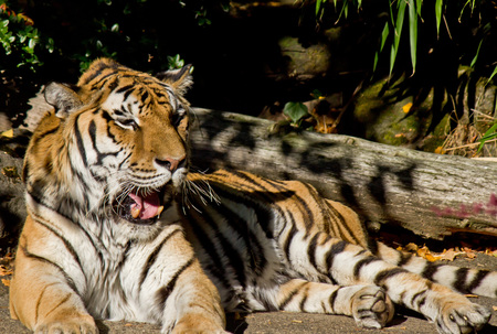 Entry image for Tony the Tiger. Clicking this image will show a larger photo