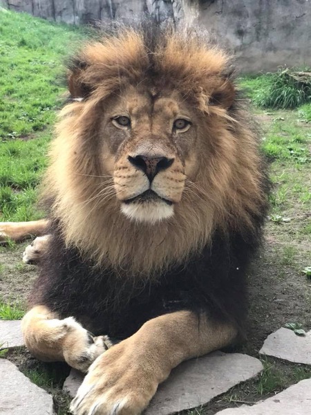 Entry image for Mesmerizing Zawadi Mungu. Clicking this image will show a larger photo