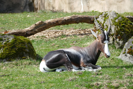 Entry image for Bontebok. Clicking this image will show a larger photo