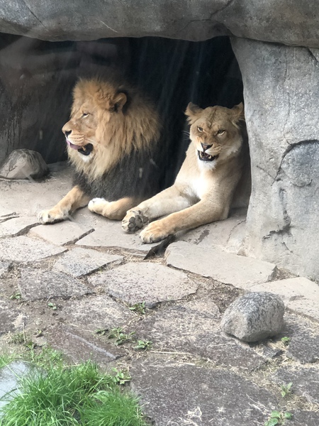 Entry image for When the Mr. comes in hogging the bed. Clicking this image will show a larger photo