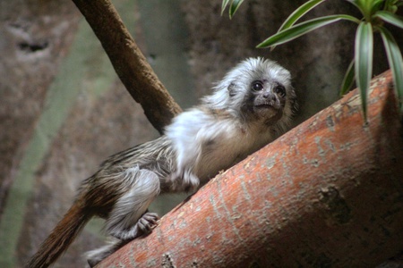 Entry image for Month-Old Tamarin . Clicking this image will show a larger photo