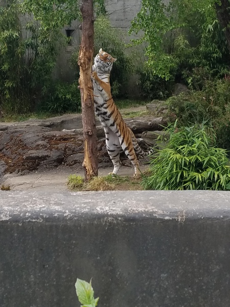 Entry image for Scratching post. Clicking this image will show a larger photo