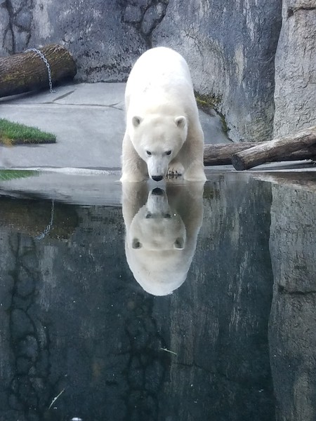 Entry image for Nora. Clicking this image will show a larger photo