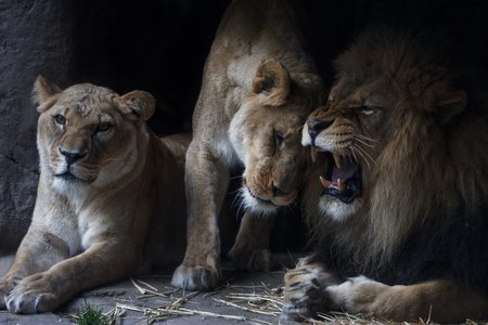 Entry image for Lion’s Den. Clicking this image will show a larger photo