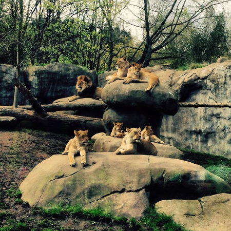 Entry image for The pride of the PNW . Clicking this image will show a larger photo