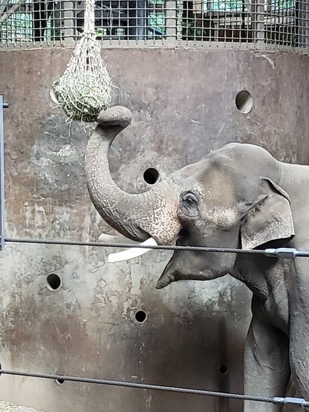 Entry image for Happy Elephant. Clicking this image will show a larger photo