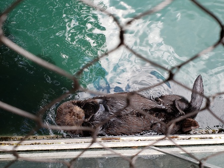 Entry image for Otter Nap time. Clicking this image will show a larger photo