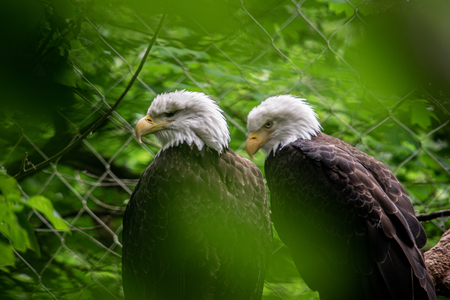 Entry image for Eagles at the Oregon Zoo . Clicking this image will show a larger photo