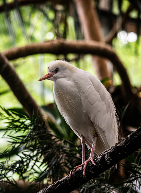 Entry image for The fine feathers of the Cattle Egret  . Clicking this image will show a larger photo