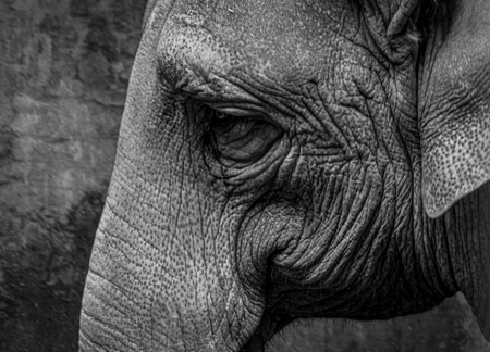 Entry image for Elephant at the Oregon Zoo . Clicking this image will show a larger photo