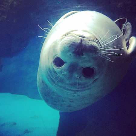 Entry image for Kaya. Clicking this image will show a larger photo